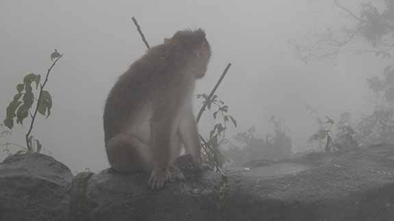 monkey at Amboli Falls