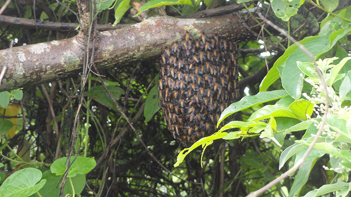 Honey Bee Hive at Goa beach