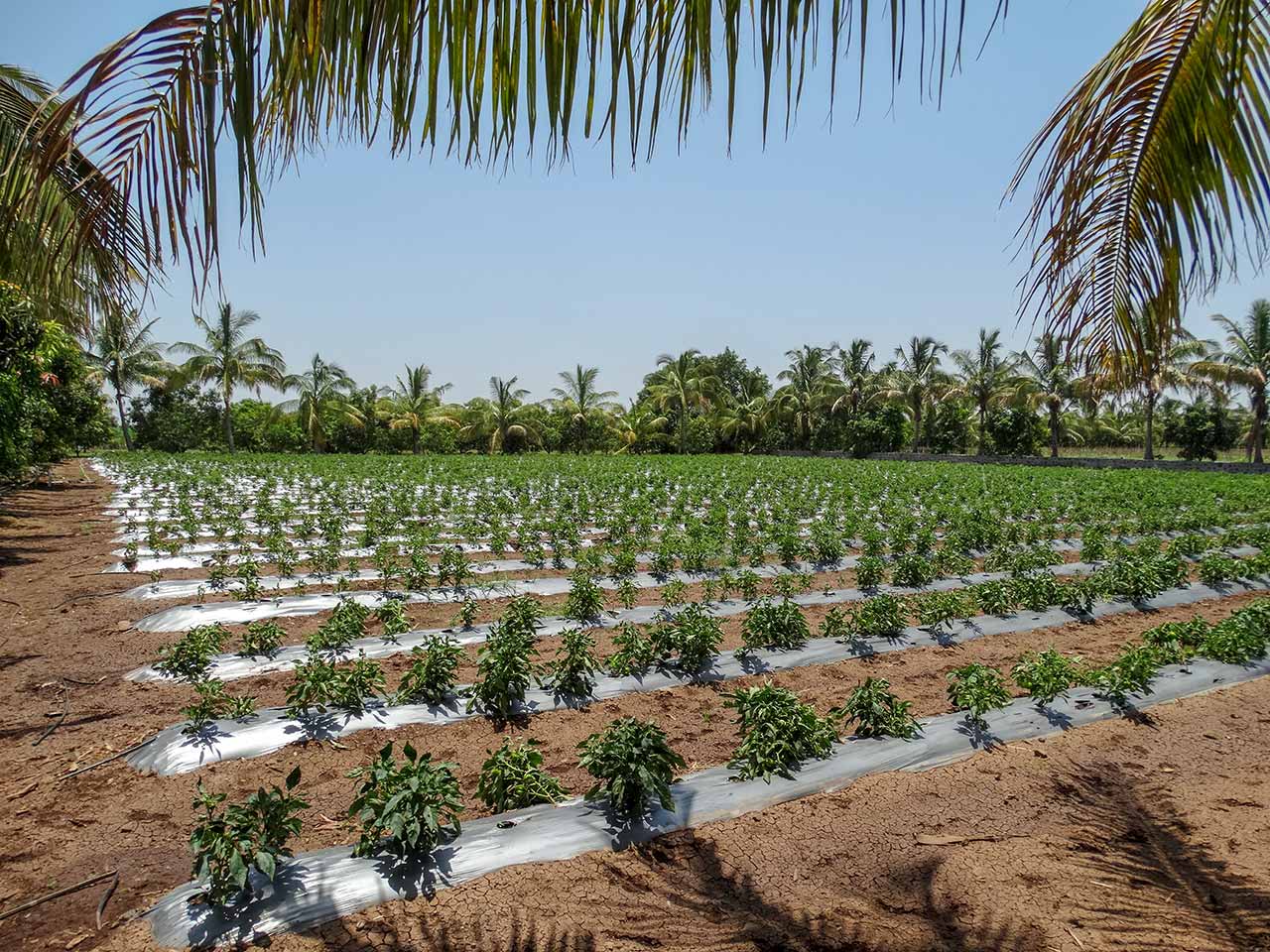 Capsicum crop