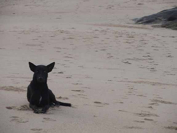 Dog on the seashore